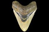 Fossil Megalodon Tooth - North Carolina #109787-1